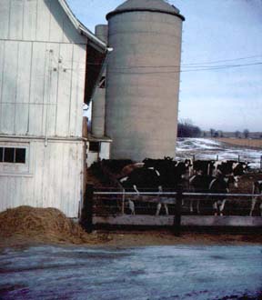 View of cows in the barnyard