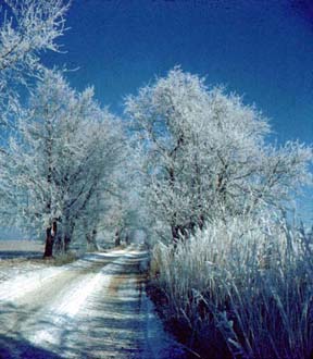 The lane to Chez Nous after an ice storm